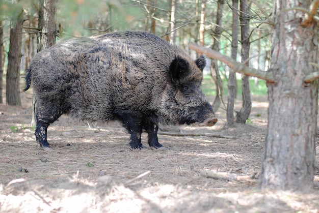 Il cinghiale cammina nella foresta riservata e guarda negli occhi