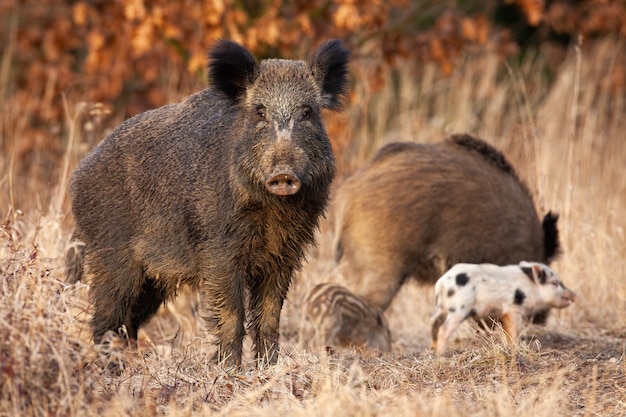 Il cinghiale lo protegge giovani maialini a strisce che si nutrono dietro di lei