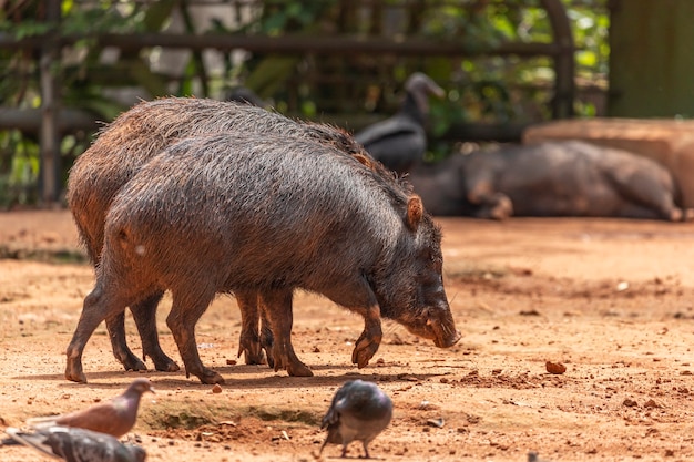 Il cinghiale (Sus scrofa), noto anche come "suino selvatico", "cinghiale selvatico comune", o semplicemente "maiale selvatico", è un suino originario di gran parte dell'Eurasia e del Nord Africa, ed è stato introdotto negli Ameri