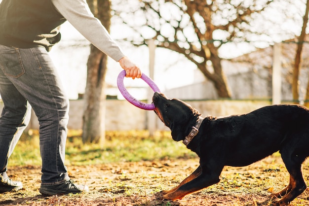 Il cinologo maschio lavora con un cane poliziotto addestrato