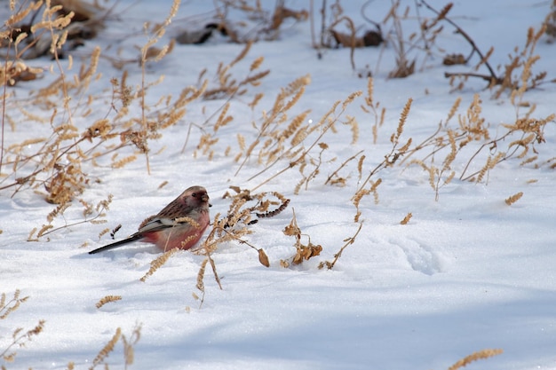 Il ciuffolotto sul terreno coperto di neve è alla ricerca di semi di piante per il cibo