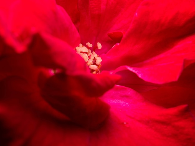 Il close up di polline di rosa rossa