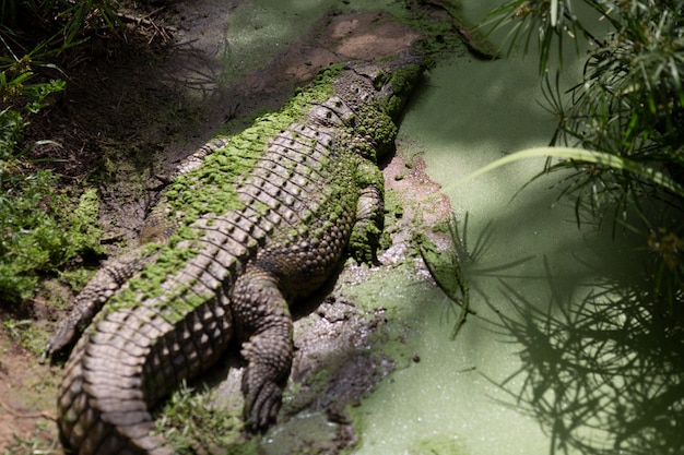 Il coccodrillo aspetta pazientemente una preda nel Queensland,