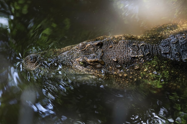 Il coccodrillo con la testa ravvicinata mostra la testa nel fiume