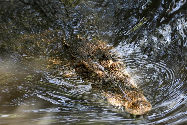 Il coccodrillo con la testa ravvicinata mostra la testa nel fiume