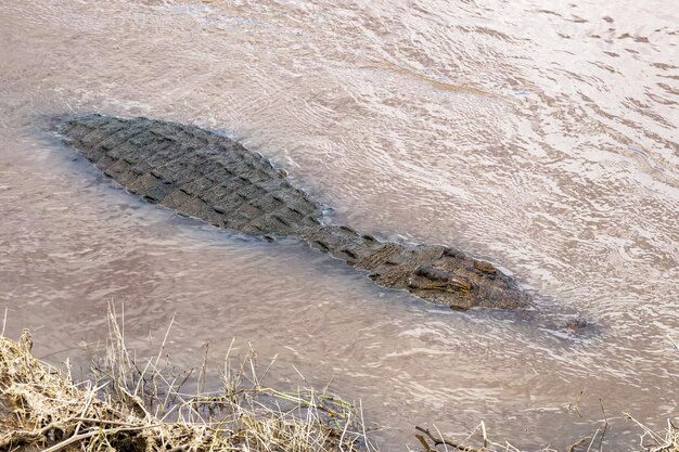 Il coccodrillo del Nilo torna in acqua