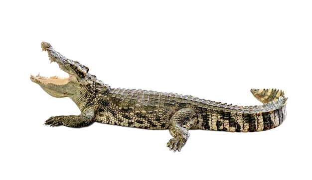 il coccodrillo isolato su sfondo bianco include il percorso di ritaglio