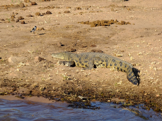 Il coccodrillo nel fiume Zambezi, Botswana, Africa