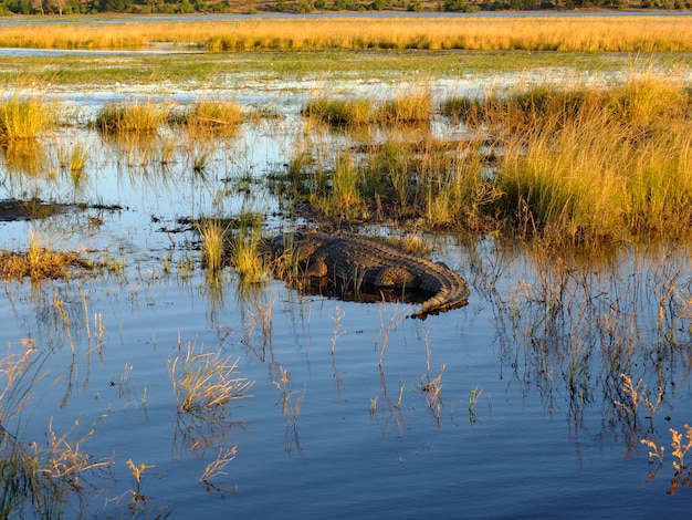 Il coccodrillo nel fiume Zambezi, Botswana, Africa