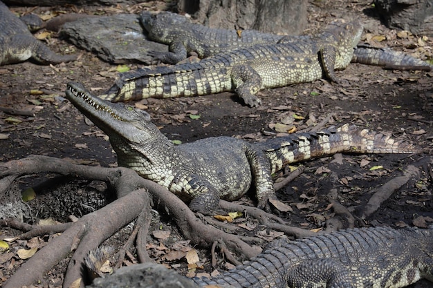 Il coccodrillo ravvicinato è dormire e riposare in giardino