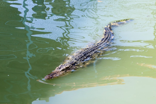 Il coccodrillo tailandese che nuota sul fiume