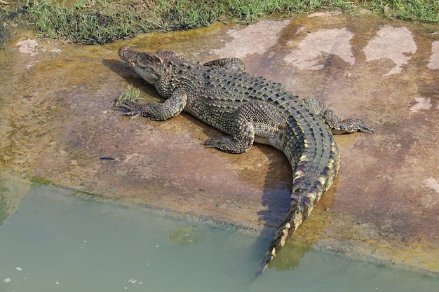 Il coccodrillo thailandese riposa in giardino