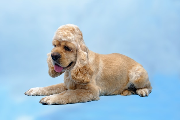 Il cocker spaniel americano del cane si trova su un fondo blu