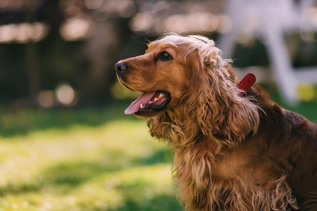 Il cocker spaniel dorato si trova nell'erba con la sua lingua st