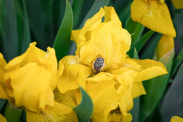 Il coleottero si siede su un fiore giallo iris Bellissimo fiore giallo primaverile