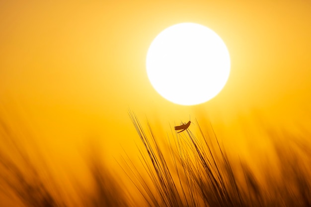 Il coleottero striscia sull'erba sullo sfondo della botanica del sole al tramonto e della zoologia della natura