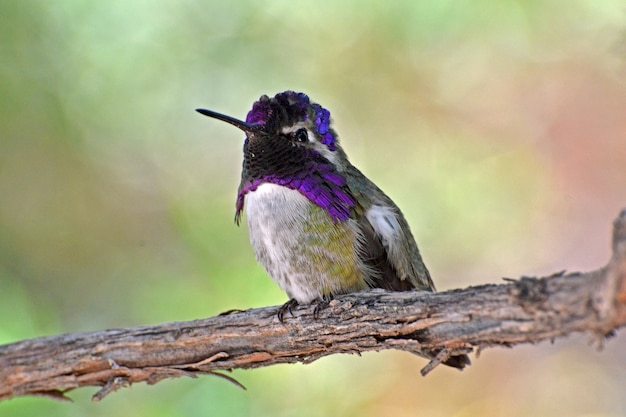 Il colibrì di Costa maschio appollaiato su un ramo