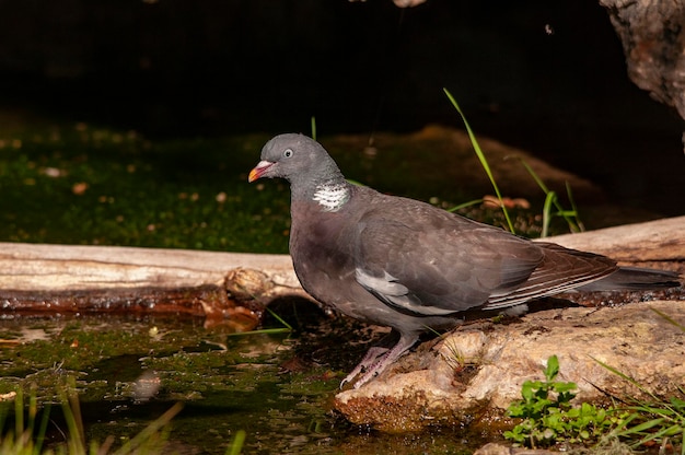 Il colombaccio è una specie di uccello columbiforme della famiglia dei columbidi