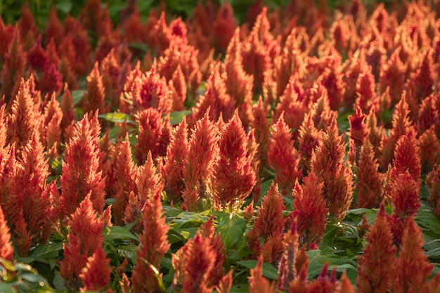 Il colorato fiore Celosia argentea o piumato fiore cresta di gallo in un giardino.