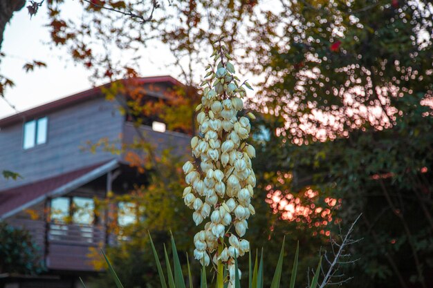 Il colore del sole è arancione, sta tramontando. Una casa bifamiliare in legno marrone. fiore bianco.