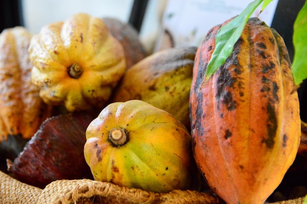 Il colore delle fave di cacao mature è arancione