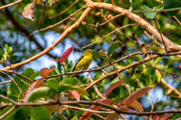 Il colore giallo dell&#39;uccello (Iora comune, Aegithina tiphia) si è appollaiato su un albero nel giardino