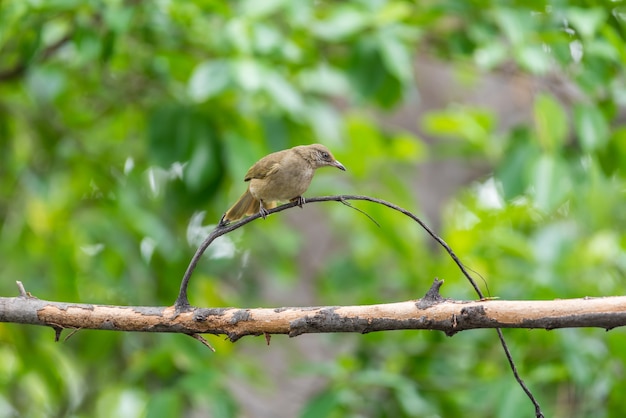 Il colore marrone dell&#39;uccello (Bulbul eared bulbul, Pycnonotus blanfordi) si è appollaiato su un albero