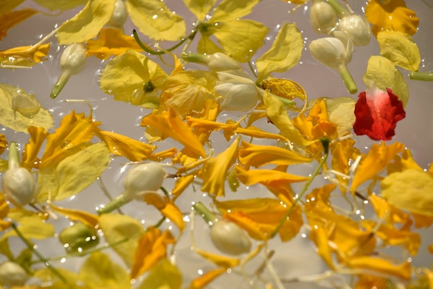 Il colore misto del petalo di Plumeria galleggia sull'acqua scura