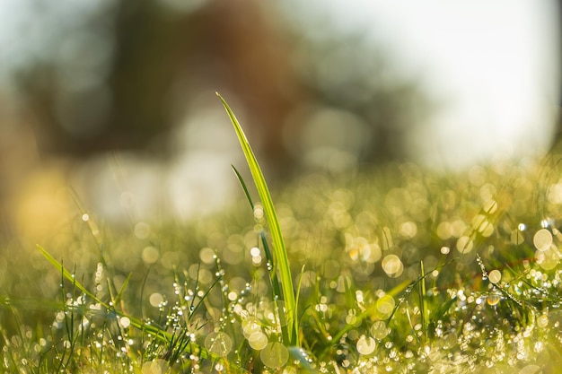 Il colpo macro del primo piano di un'erba verde lascia con l'acqua piovana cade su di loro profondità poco profonda di fie