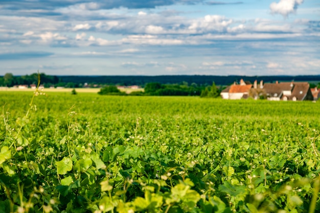 Il colpo panoramico del primo piano rema il paesaggio scenico della vigna dell'estate, la piantagione, i bei rami dell'uva da vino, il sole, terra del calcare. vendemmia autunnale, agricoltura naturale