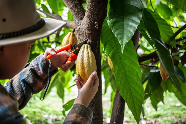 Il coltivatore di cacao usa le cesoie per tagliare i baccelli di cacao o il cacao giallo maturo dalla pianta del cacao