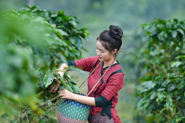 Il coltivatore di caffè non identificato della donna del Laos sta raccogliendo bacche di caffè nella fattoria del caffè