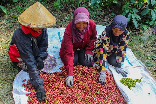 Il coltivatore di caffè sta raccogliendo i chicchi di caffè Stagione del raccolto nel giardino Robusta