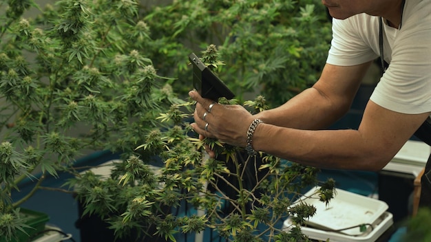 Il coltivatore di cannabis usa il microscopio per analizzare il CBD nella fattoria di cannabis curativa prima della raccolta per produrre prodotti a base di cannabis