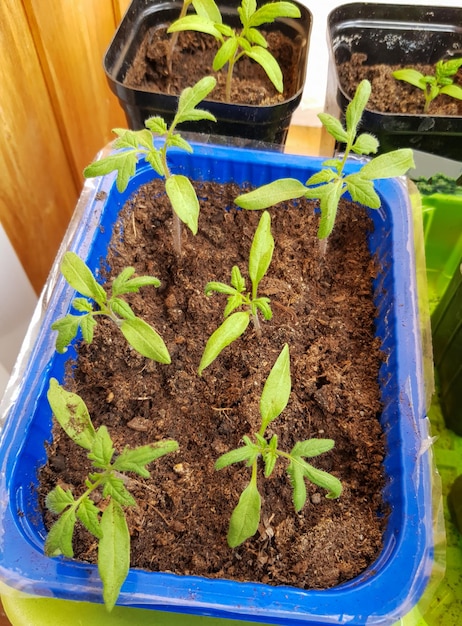 Il concetto di agricoltura e allevamento Vista dall'alto delle piantine di pomodoro germogliate in contenitori di plastica Coltivazione di piantine di ortaggi per la successiva semina in piena terra o in serra