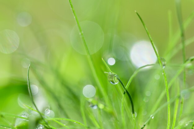 Il concetto di amore per l'ambiente verde del mondo