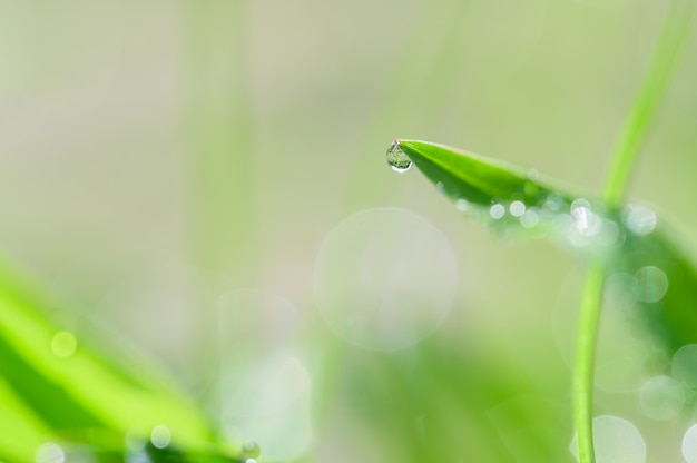 Il concetto di amore per l'ambiente verde del mondo