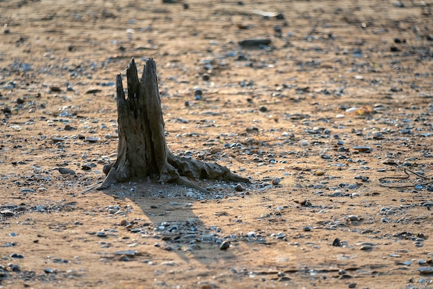 Il concetto di cambiamento globale che porta alla siccità e alla carestia mostra ceppi di alberi morti sulla sabbia