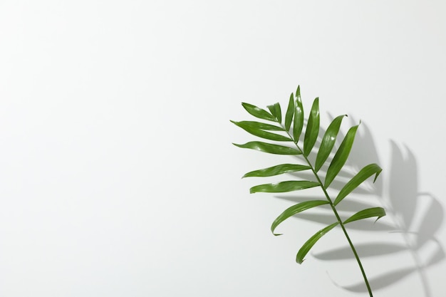Il concetto di estate lascia il concetto di estate e natura