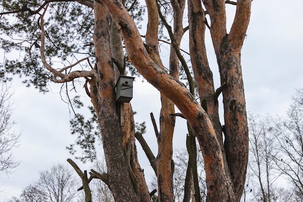 Il concetto di natura e protezione degli uccelli paesaggio e ambiente una casetta per uccelli in legno su un grande pino in una foresta di conifere