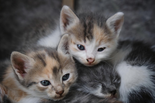Il concetto di problema degli animali smarriti I gatti con gli occhi irritati giacciono insieme e riposano