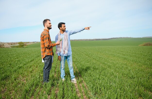 Il concetto di relazioni internazionali negli affari agrari Gli agricoltori indiani ed europei si trovano in un campo di grano verde