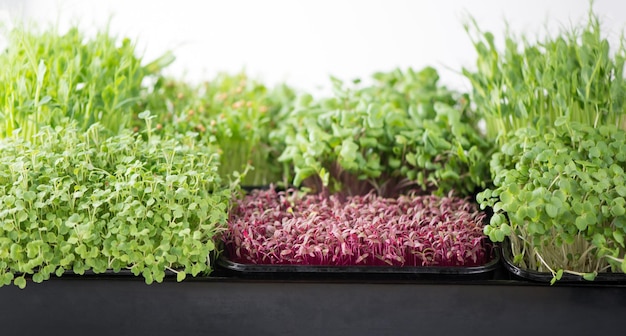 Il concetto di una dieta sana che coltiva scatole di microgreens di rosso amaranto senape rucola piselli coriandolo su un davanzale bianco domestico
