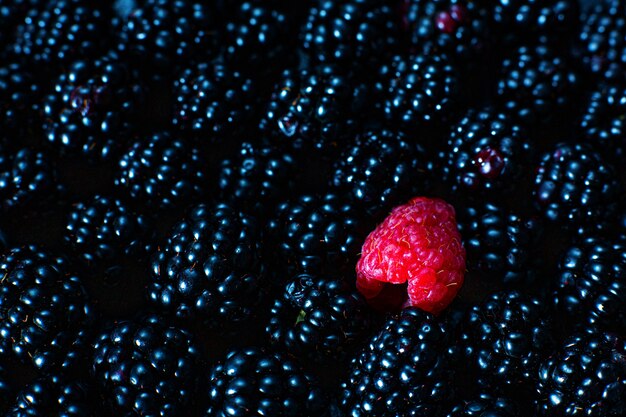 Il concetto di unicità. Non come gli altri. Lampone rosso in un mucchio di gelsi neri