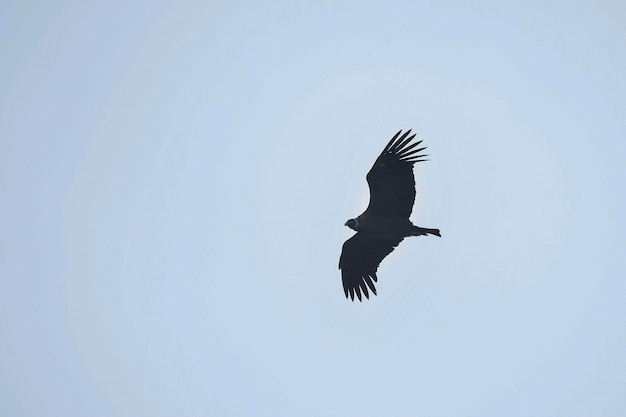 Il condor andino è una specie di uccello della famiglia dei Cathartidae