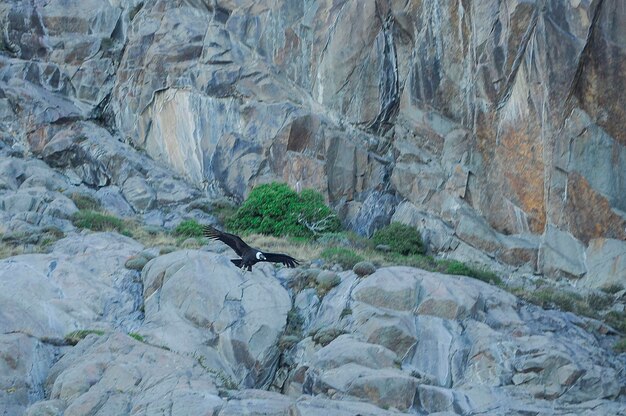 Il condor andino è una specie di uccello della famiglia dei Cathartidae