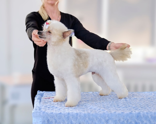 Il conduttore mostra un cane crestato cinese in una rastrelliera.