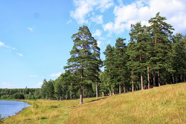 Il confine della foresta