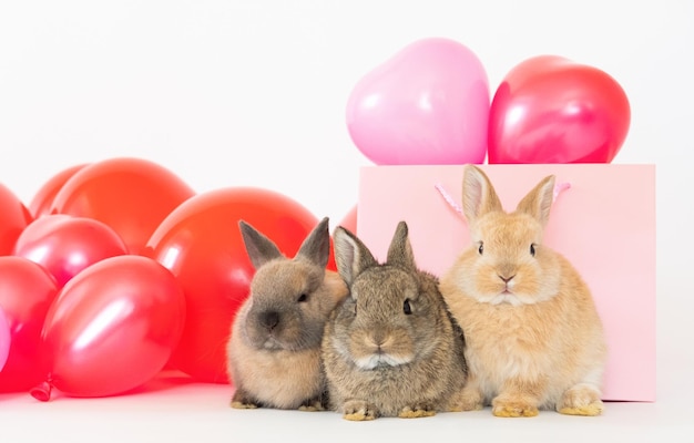 Il coniglietto con palloncini colorati rosa rossi adora l'animale domestico