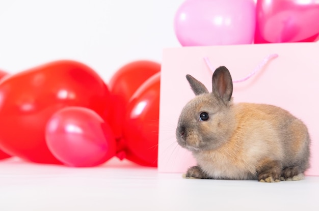 Il coniglietto con palloncini colorati rosa rossi adora pet ra